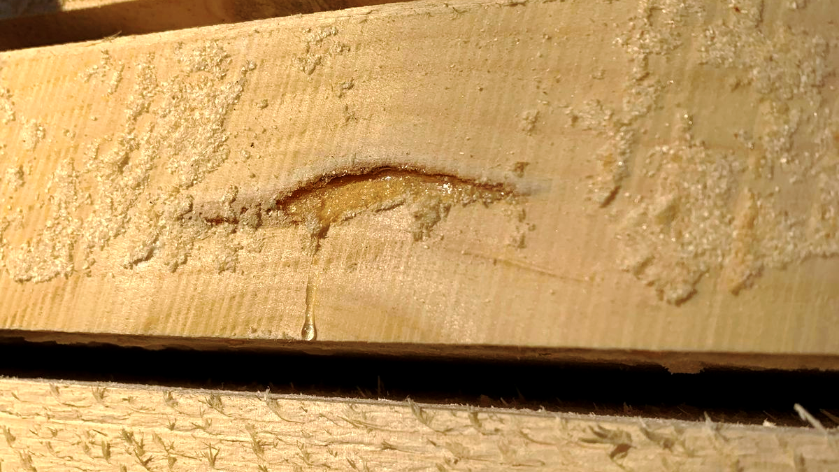 Підприємиця з Прикарпаття намагалася незаконно вивезти "лісу" на 400 тисяч гривень до ЄС 1