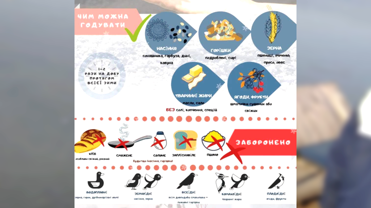 На Шевченківському озері у Коломиї з'явилися годівнички для лебедів 2