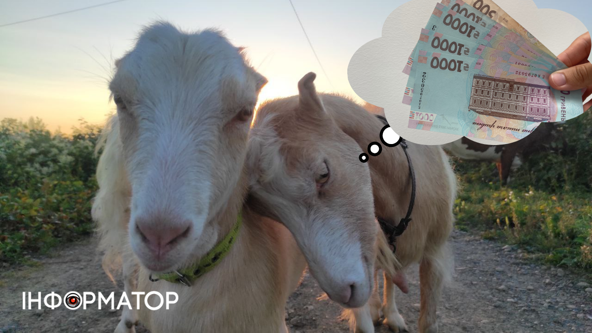 Влада Коломиї продовжить роздавати бюджетні гроші власникам худоби і бджіл