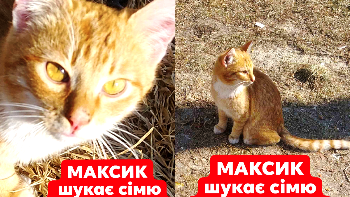 Коломийські пухнастики шукають новий дім 4