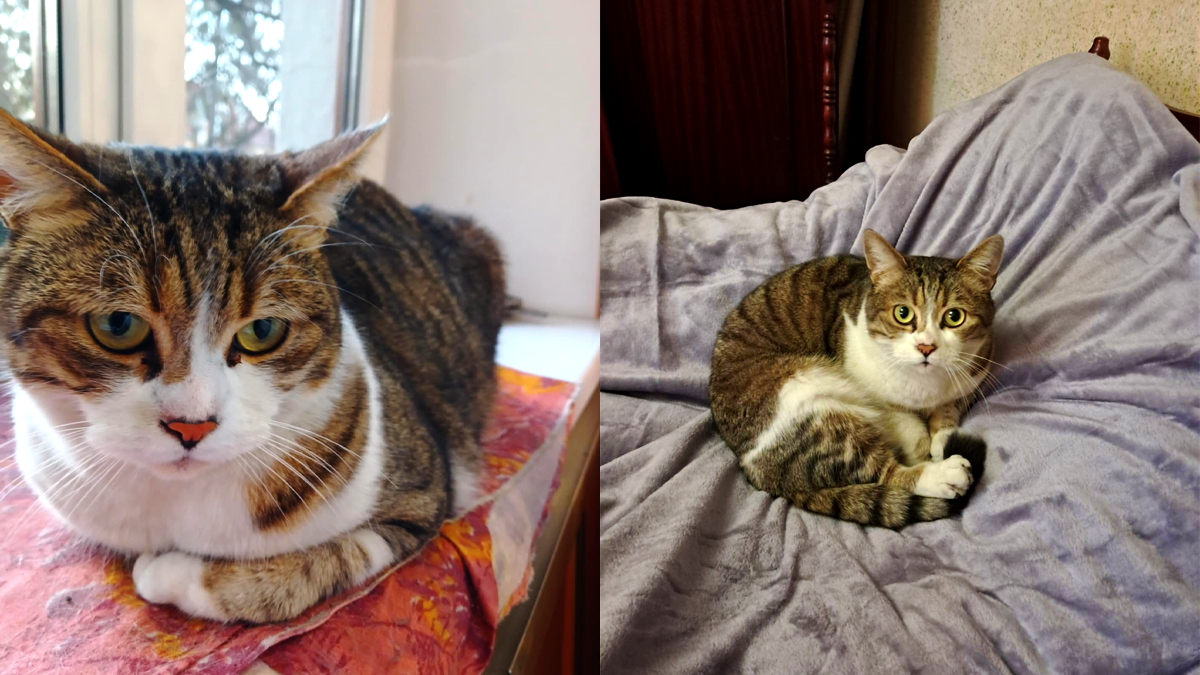 Вірні друзі: чотирилапі в пошуках дому в Коломиї 2