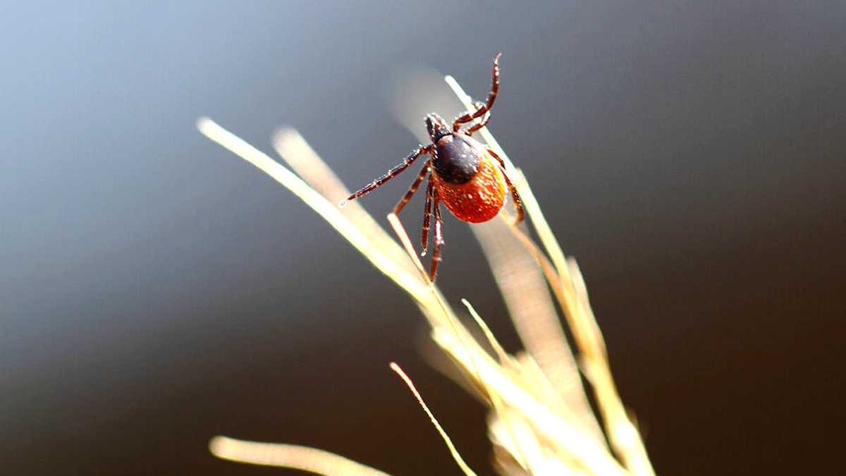Сезон кліщів вже на носі: як вберегтися від укусів