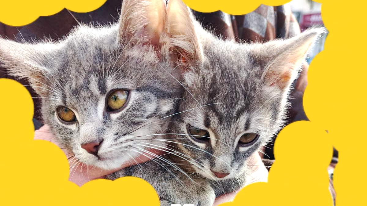 Шукають домівку та люблячого господаря: добірка пухнастиків 2