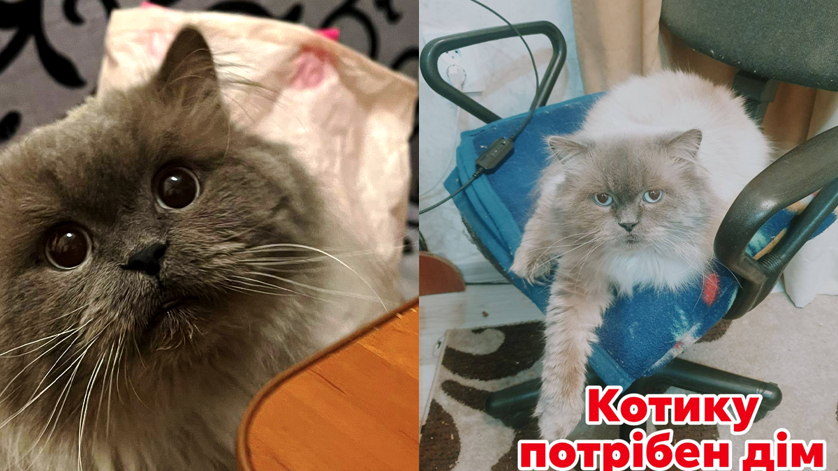 Вірні друзі: чотирилапі в пошуках дому в Коломиї 1