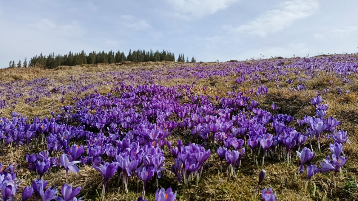 Весняна симфонія гір: добірка найкрасивіших локацій з крокусами в Карпатах 3
