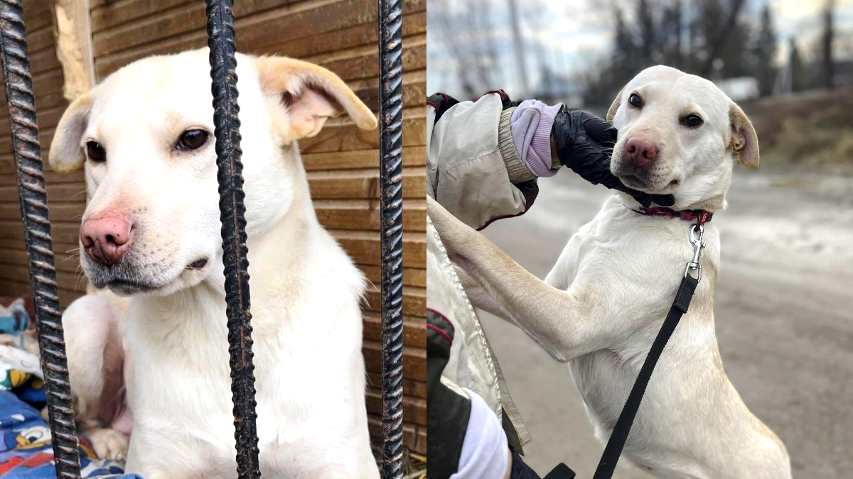 Вірні друзі: чотирилапі в пошуках дому в Коломиї 4