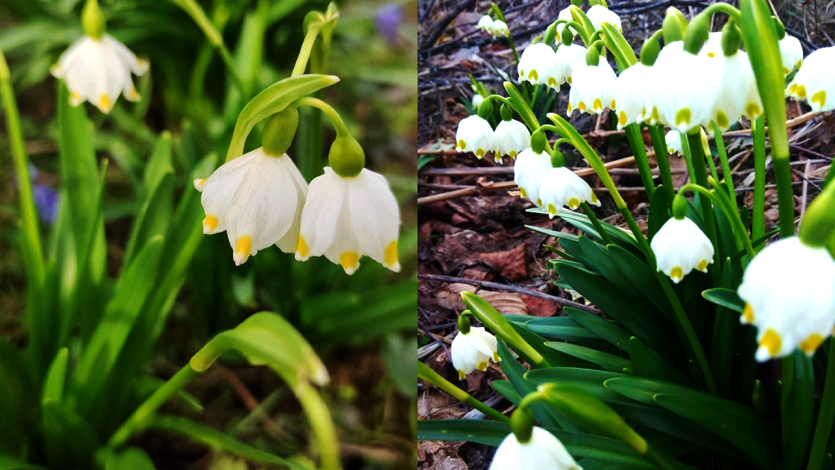 Краса поруч: у долині кликоцеїв у Молодятині зацвіли тисячі первоцвітів 1