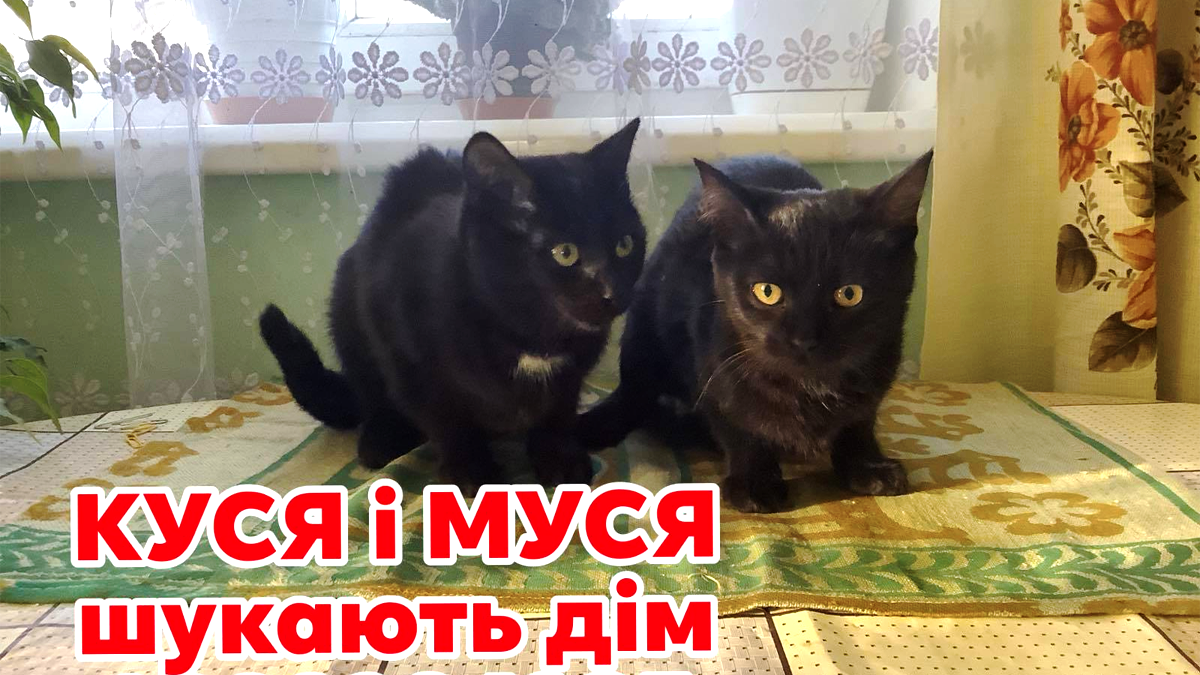 Коломийські пухнастики шукають новий дім 2