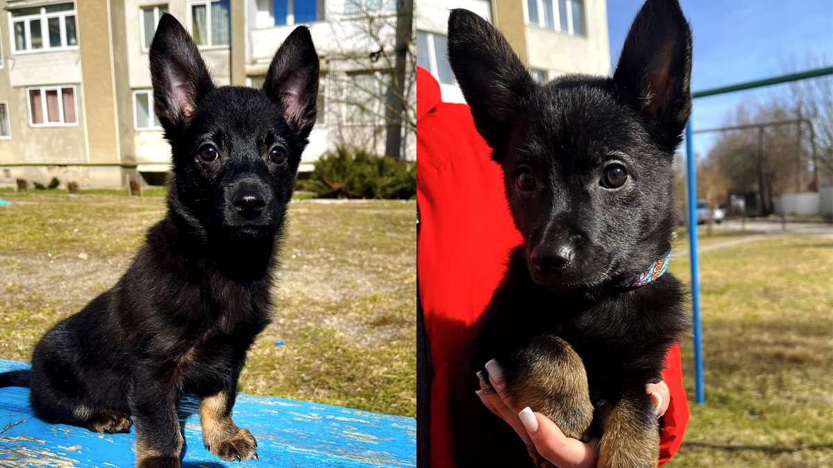 Коломийські пухнастики шукають новий дім 1