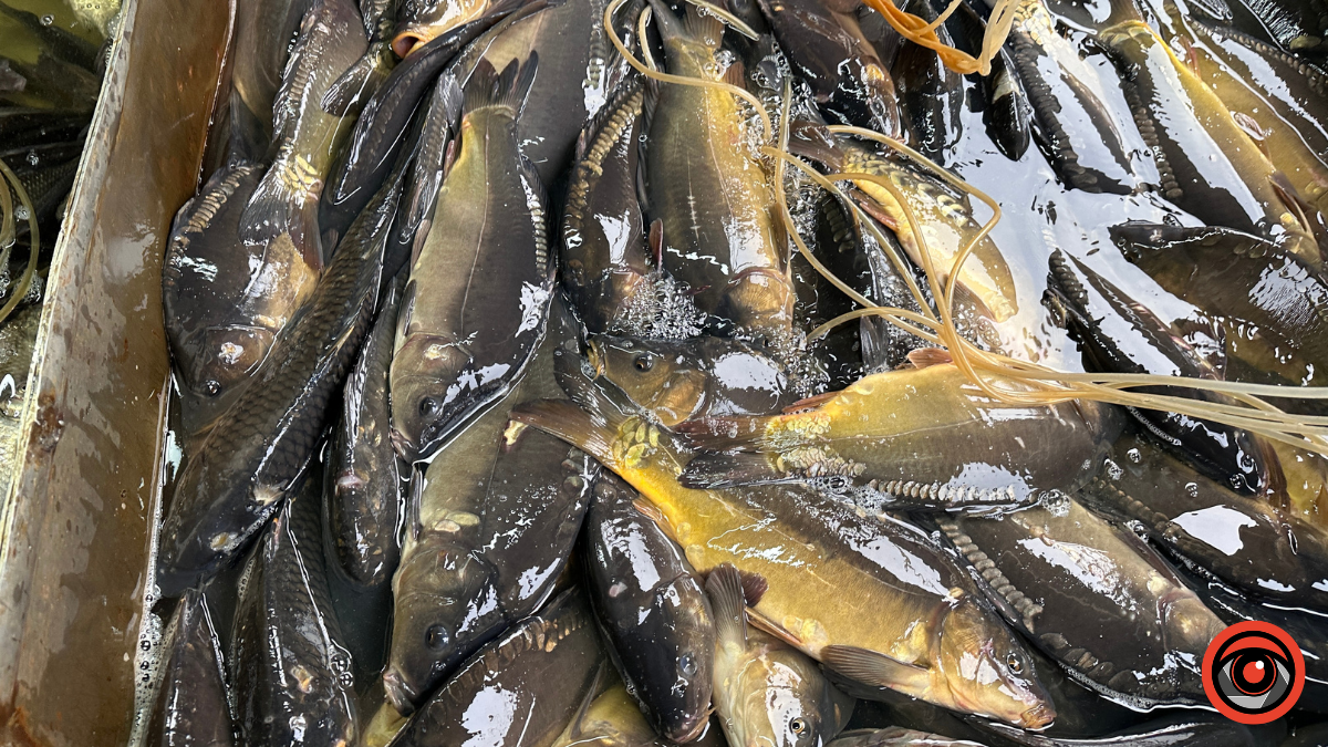 Скільки коштують риба та морепродукти на ринку Коломиї 5