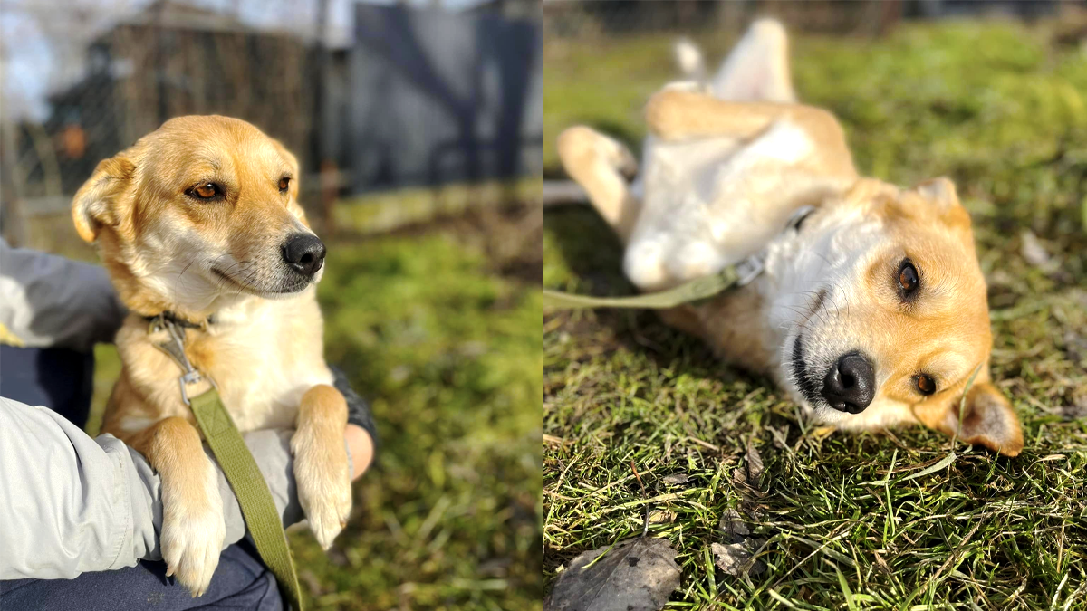 Шукають домівку та люблячого господаря: добірка пухнастиків 4