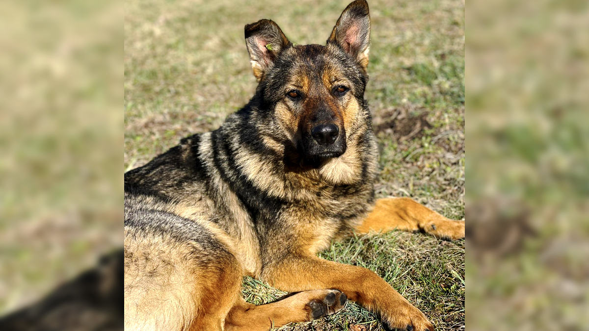 Вже так чекають свою людину: чотирилапі в пошуках домівки 3