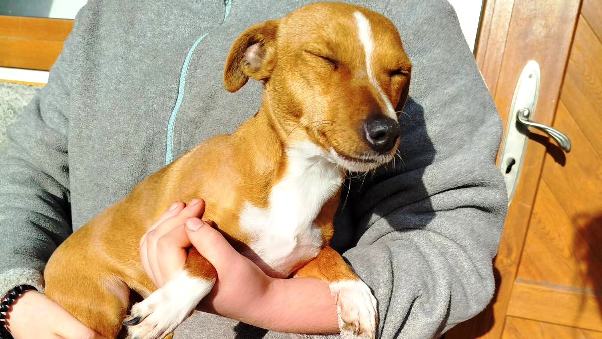 Коломийські пухнастики шукають новий дім 5