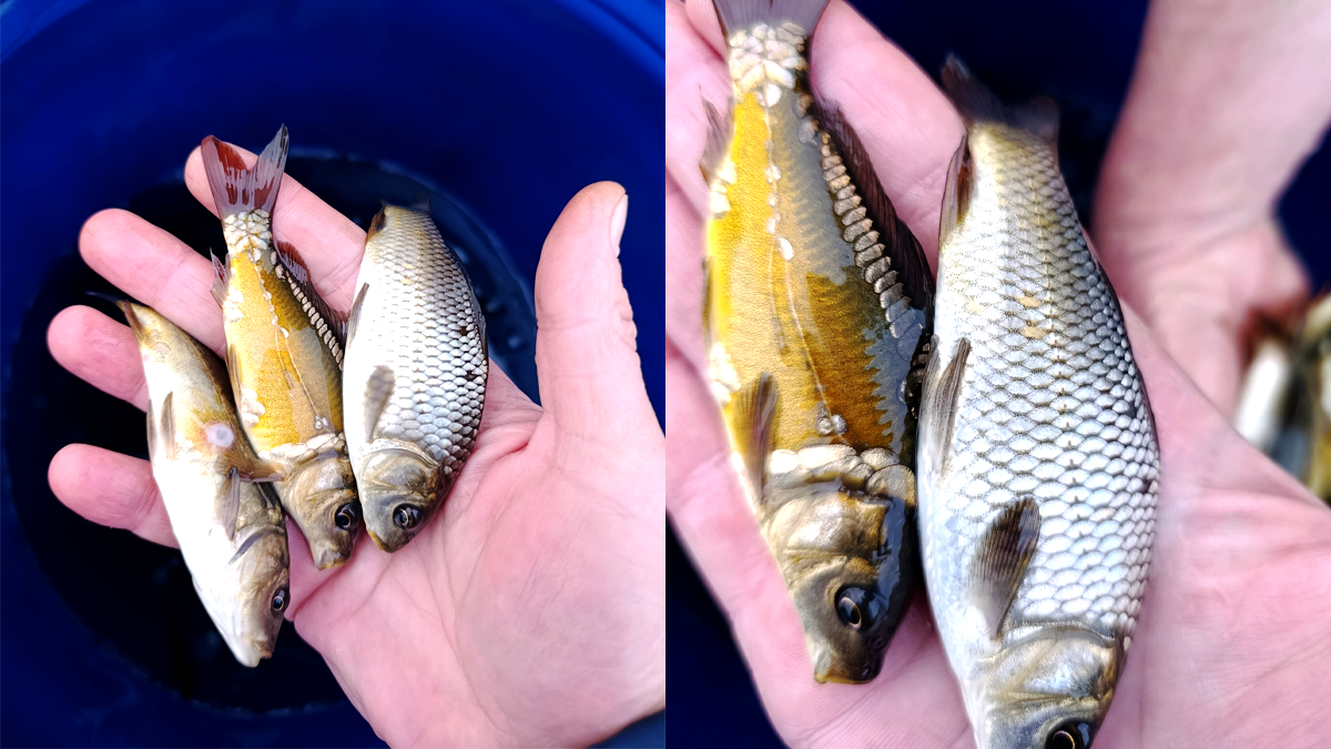 Волонтери зарибнили Шевченківське озеро у Коломиї 1