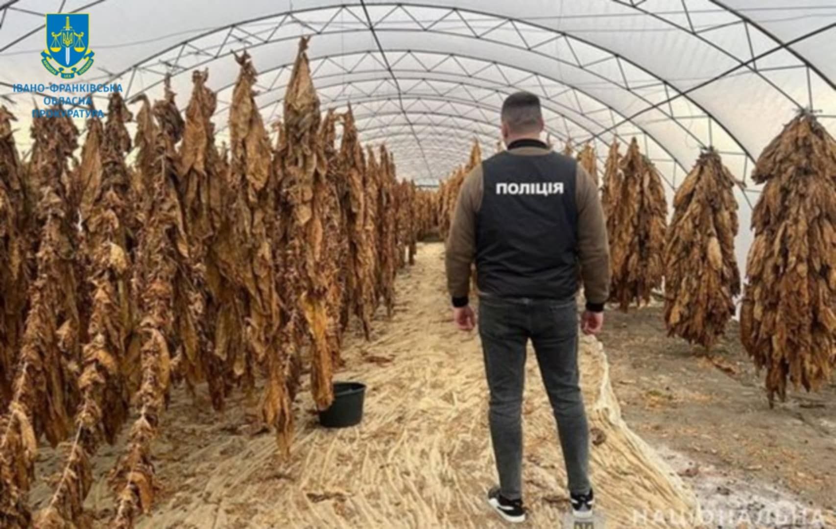 Троє мешканців Коломийщини налагодили незаконну схему із виробництва та збуту тютюну