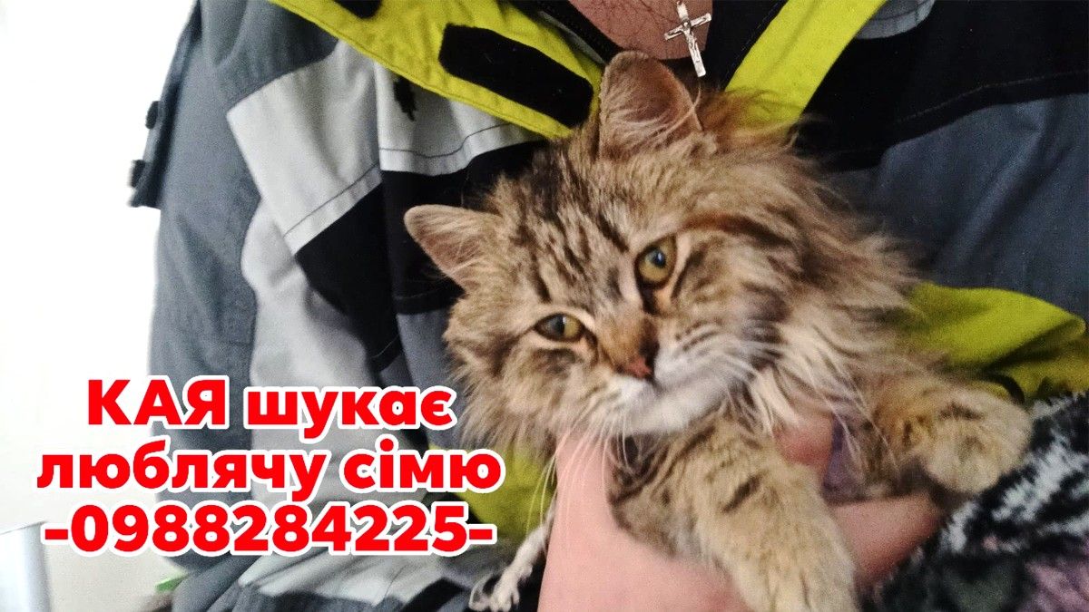 Шухнастики Коломиї у пошуках друзів 6