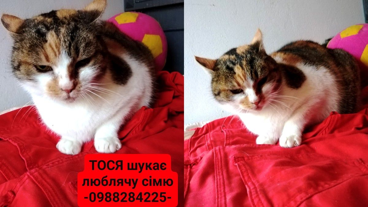 Шухнастики Коломиї у пошуках друзів 4