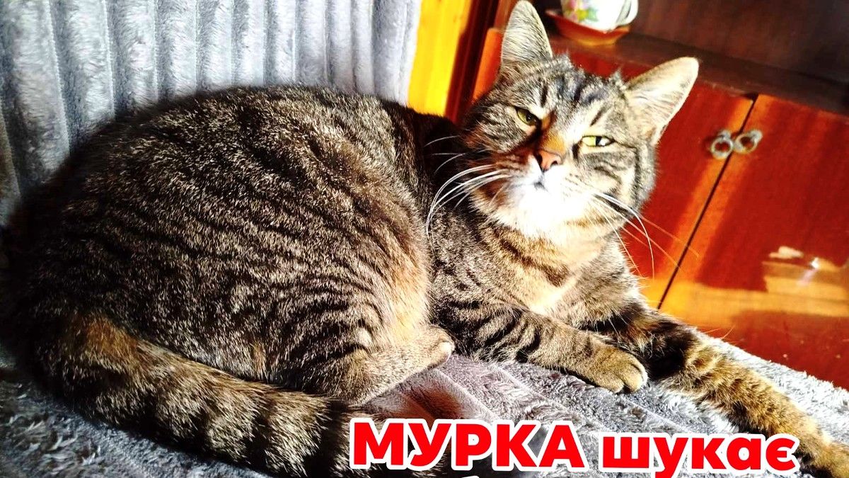 Шухнастики Коломиї у пошуках друзів 1