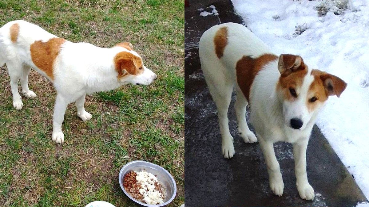 Шухнастики Коломиї у пошуках друзів 3