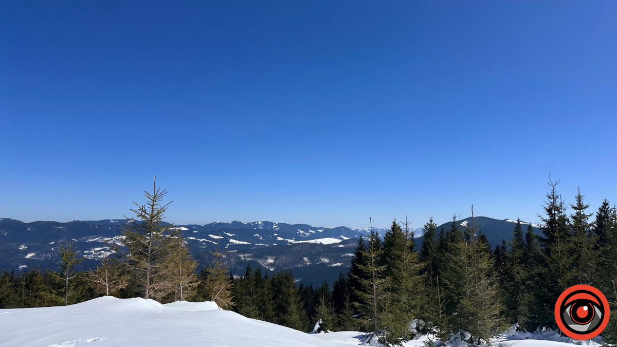 Крокуси, сніг та краса високогір'я: фоторепортаж з Карпат 4