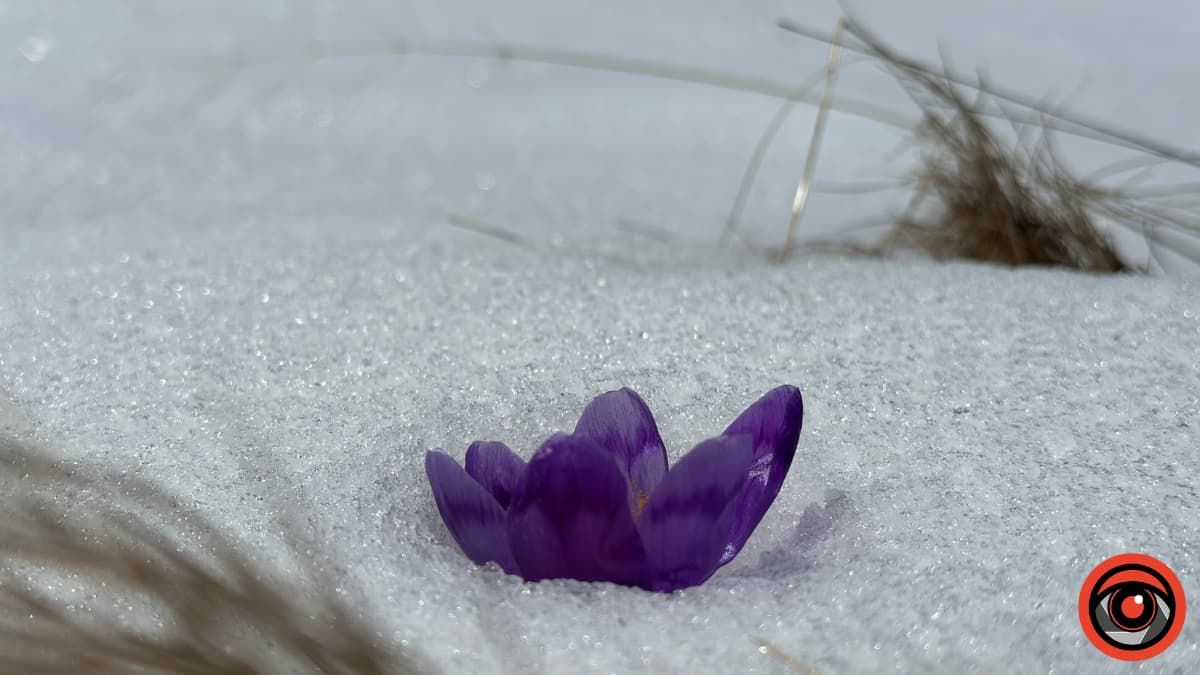 Крокуси, сніг та краса високогір'я: фоторепортаж з Карпат 5