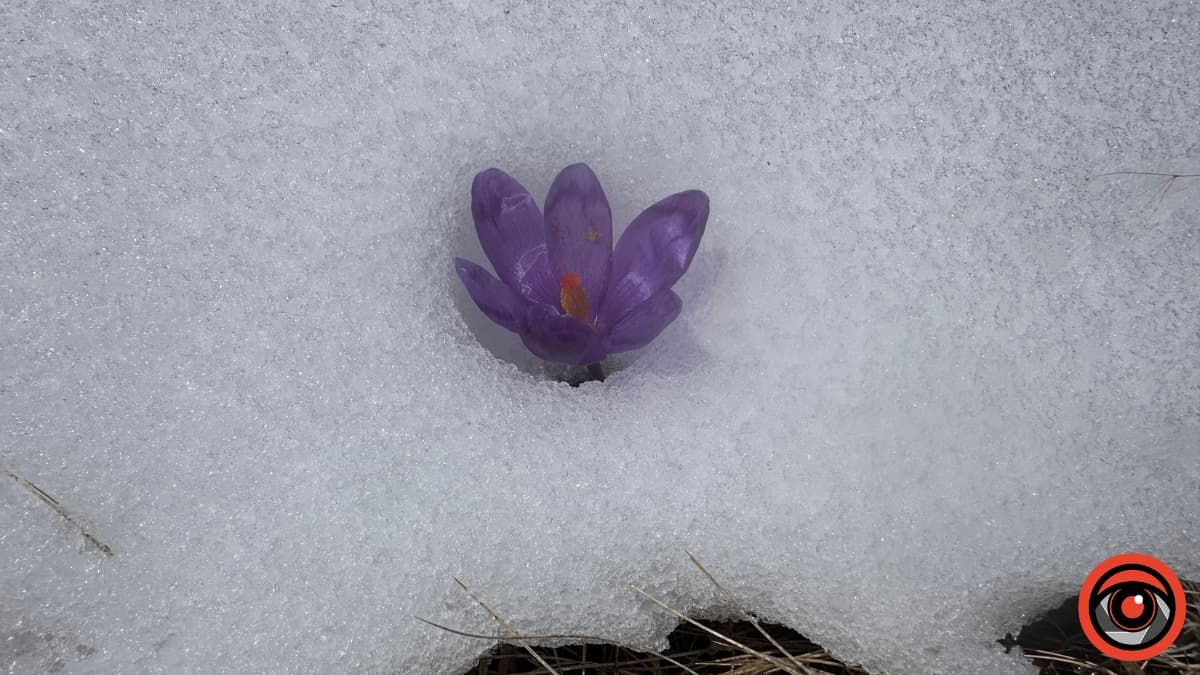 Крокуси, сніг та краса високогір'я: фоторепортаж з Карпат 6