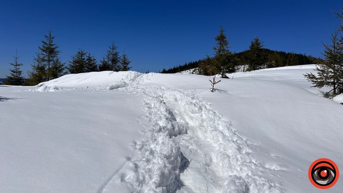 Крокуси, сніг та краса високогір'я: фоторепортаж з Карпат 7