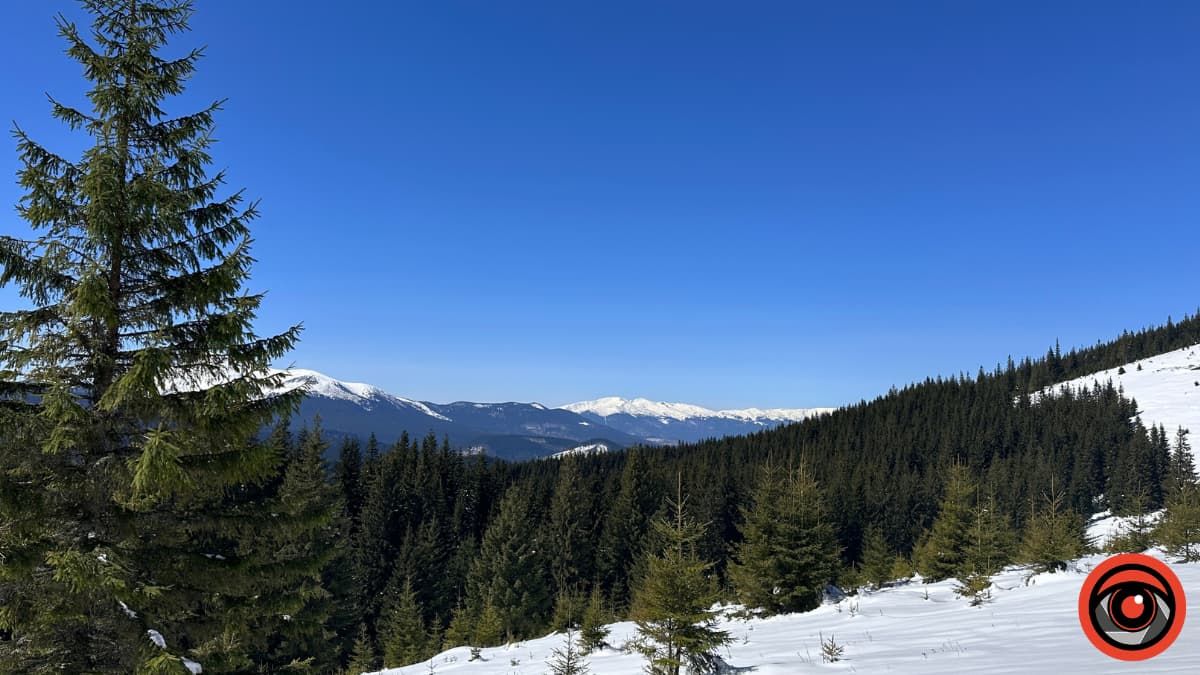 Крокуси, сніг та краса високогір'я: фоторепортаж з Карпат 9