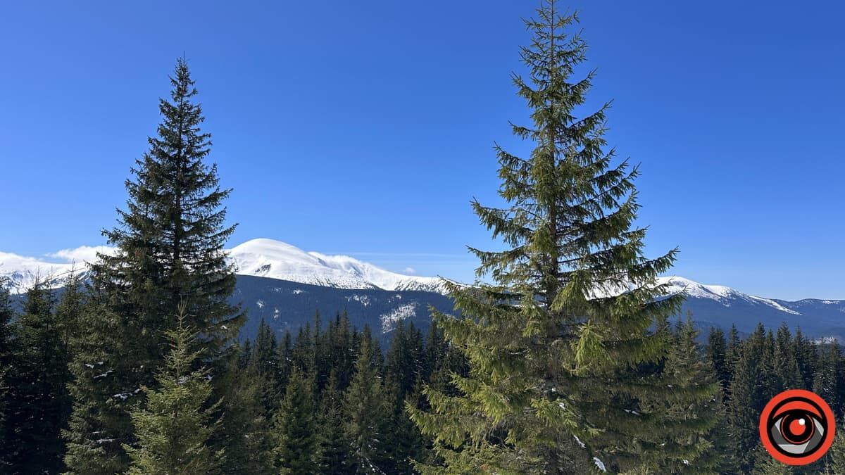 Крокуси, сніг та краса високогір'я: фоторепортаж з Карпат 10
