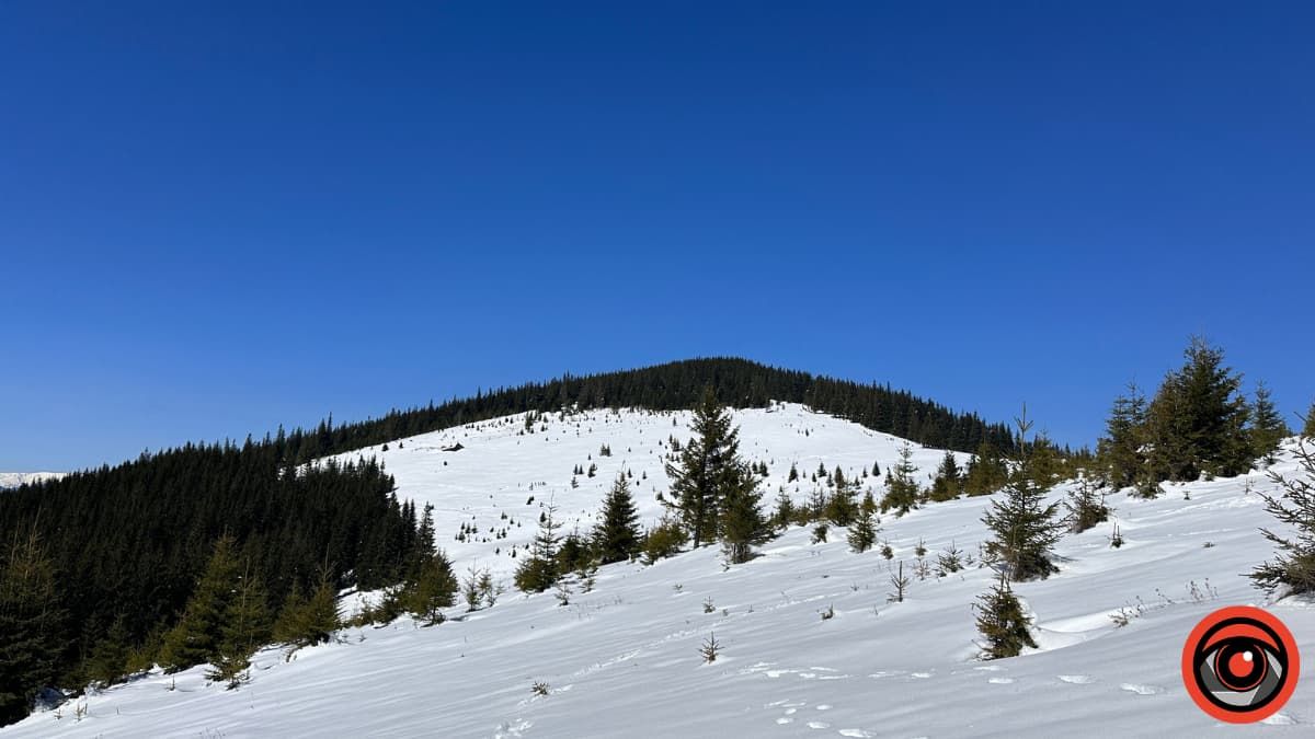 Крокуси, сніг та краса високогір'я: фоторепортаж з Карпат 12