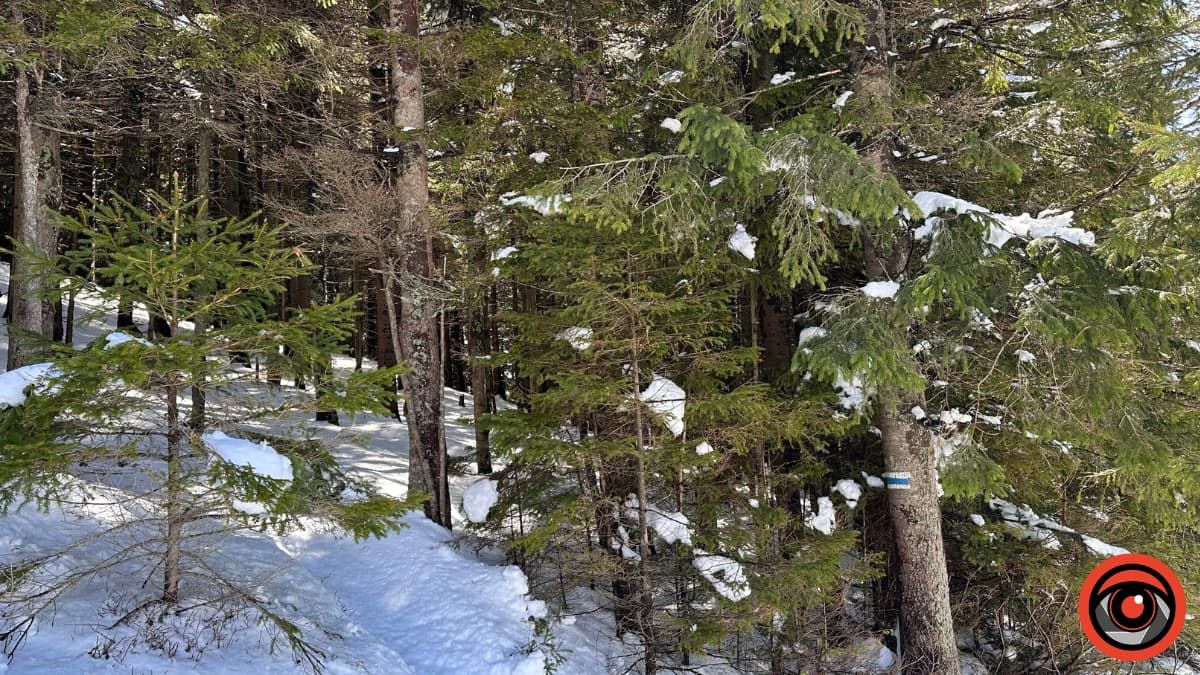 Крокуси, сніг та краса високогір'я: фоторепортаж з Карпат 14