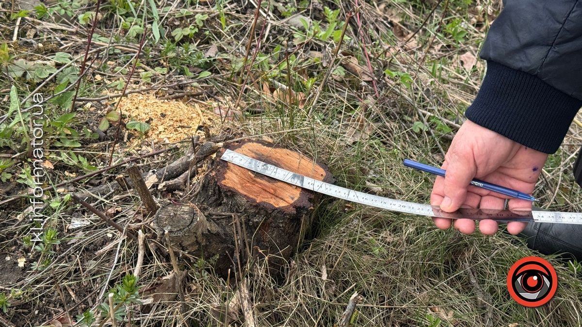 Щодо масової вирубки дерев на Шевченківському озері Коломиї організація "Зелений світ" звернулась до прокуратури 2