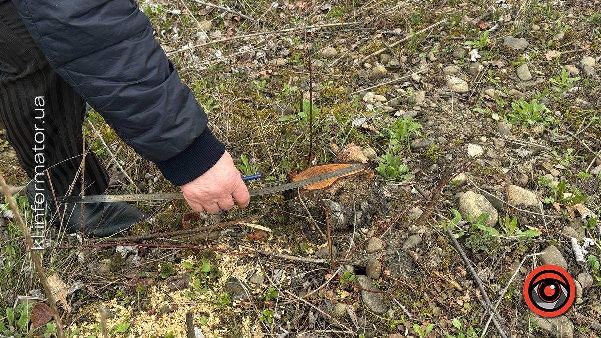 Щодо масової вирубки дерев на Шевченківському озері Коломиї організація "Зелений світ" звернулась до прокуратури 3