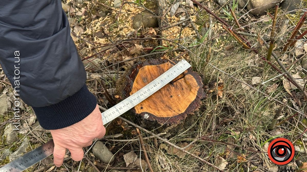 Щодо масової вирубки дерев на Шевченківському озері Коломиї організація "Зелений світ" звернулась до прокуратури 6