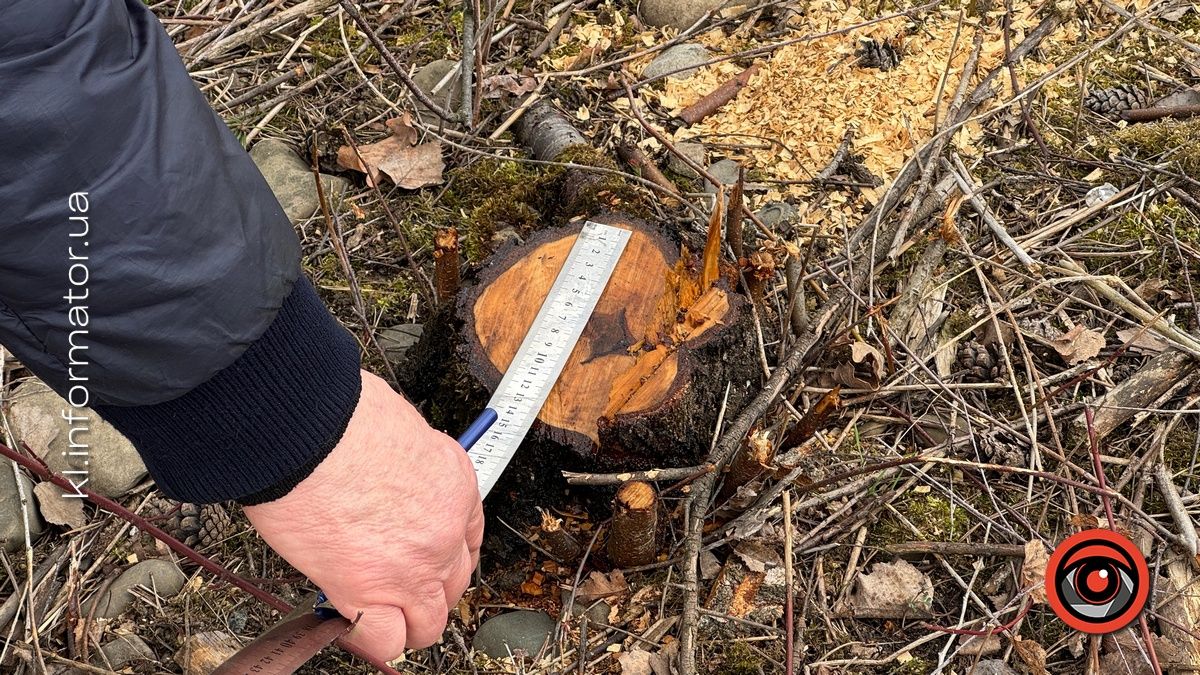 Щодо масової вирубки дерев на Шевченківському озері Коломиї організація "Зелений світ" звернулась до прокуратури 7