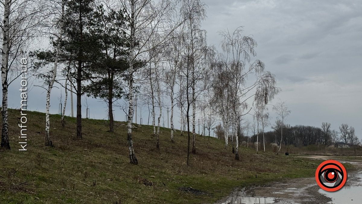 Щодо масової вирубки дерев на Шевченківському озері Коломиї організація "Зелений світ" звернулась до прокуратури 11