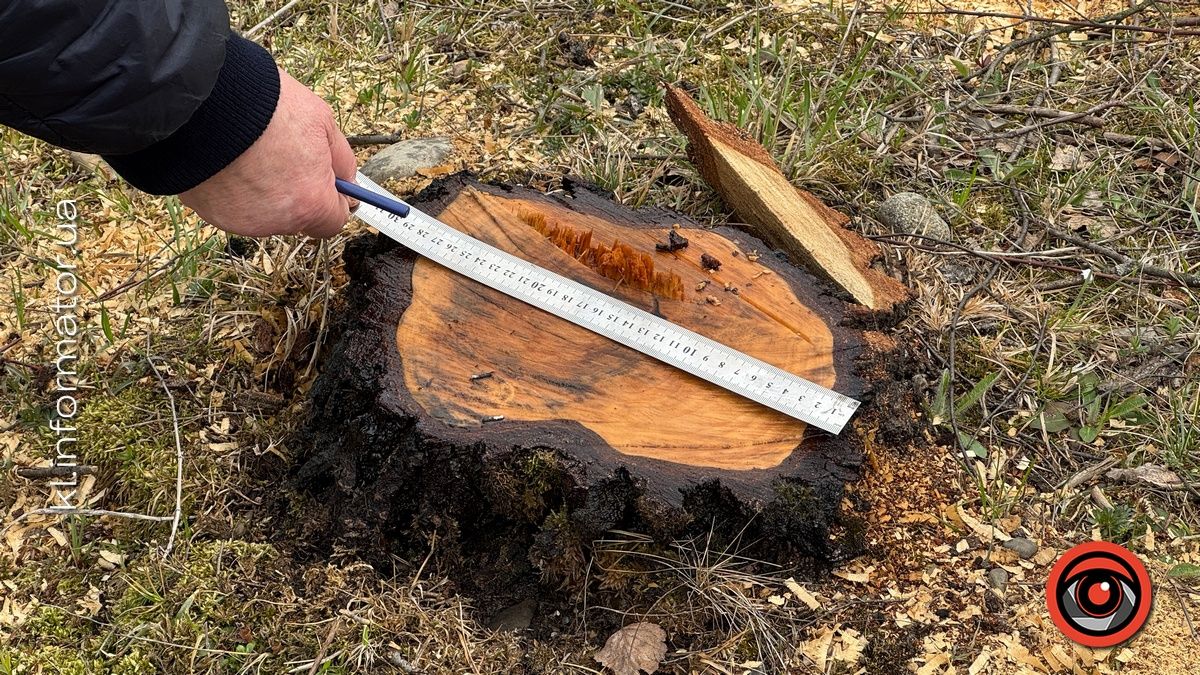 Щодо масової вирубки дерев на Шевченківському озері Коломиї організація "Зелений світ" звернулась до прокуратури 5