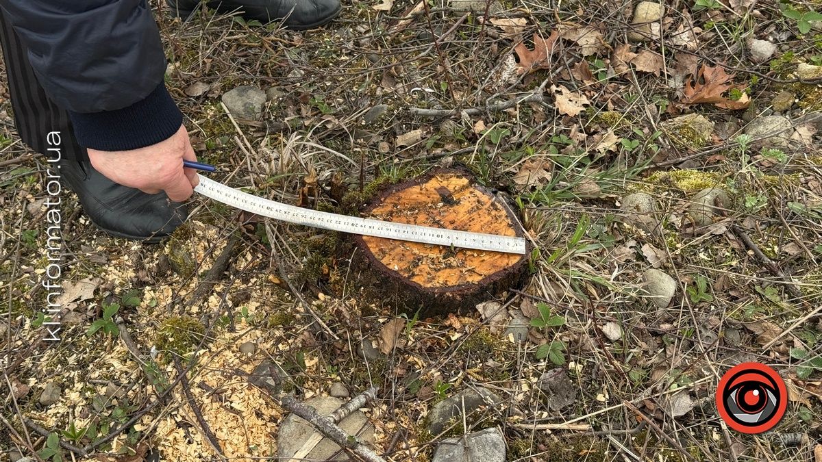 Щодо масової вирубки дерев на Шевченківському озері Коломиї організація "Зелений світ" звернулась до прокуратури 4