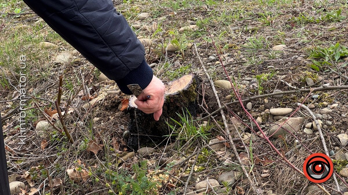 Щодо масової вирубки дерев на Шевченківському озері Коломиї організація "Зелений світ" звернулась до прокуратури 8