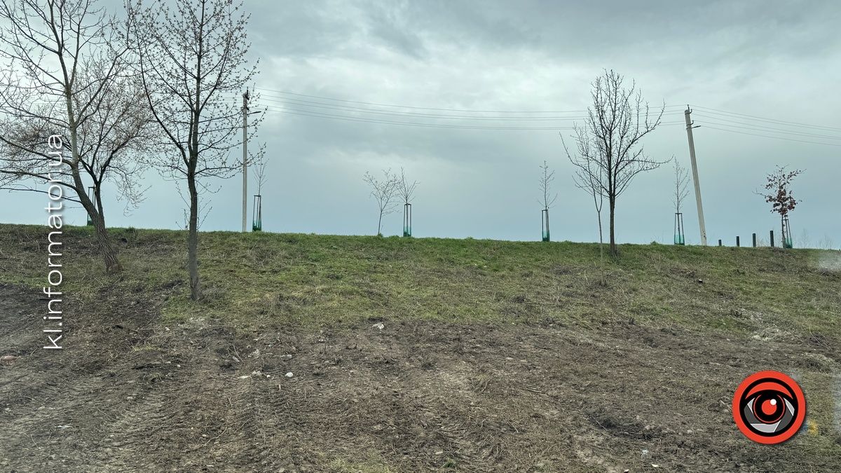 Щодо масової вирубки дерев на Шевченківському озері Коломиї організація "Зелений світ" звернулась до прокуратури 10