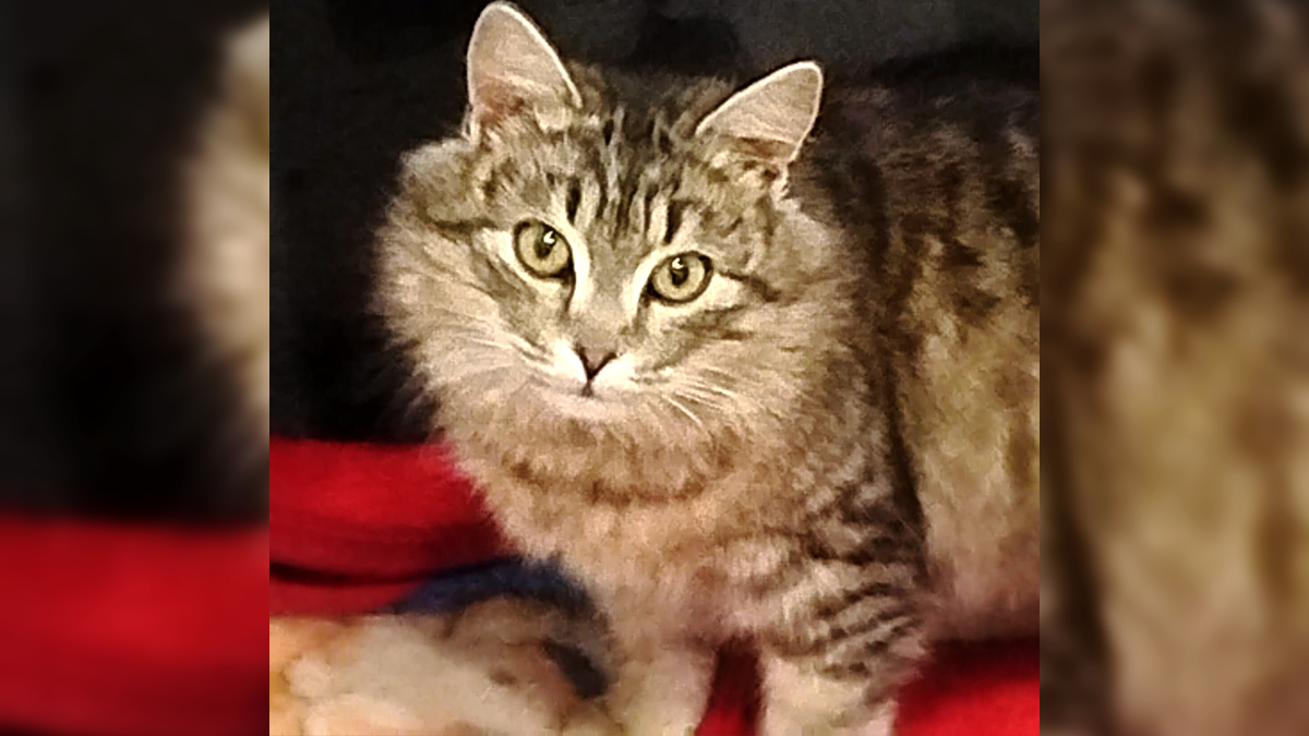 Подаруйте їм диво: чотирилапі в Коломиї шукають родину 1