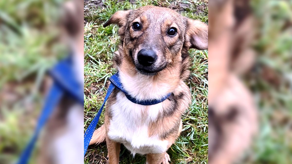 Подаруйте їм диво: чотирилапі в Коломиї шукають родину 5