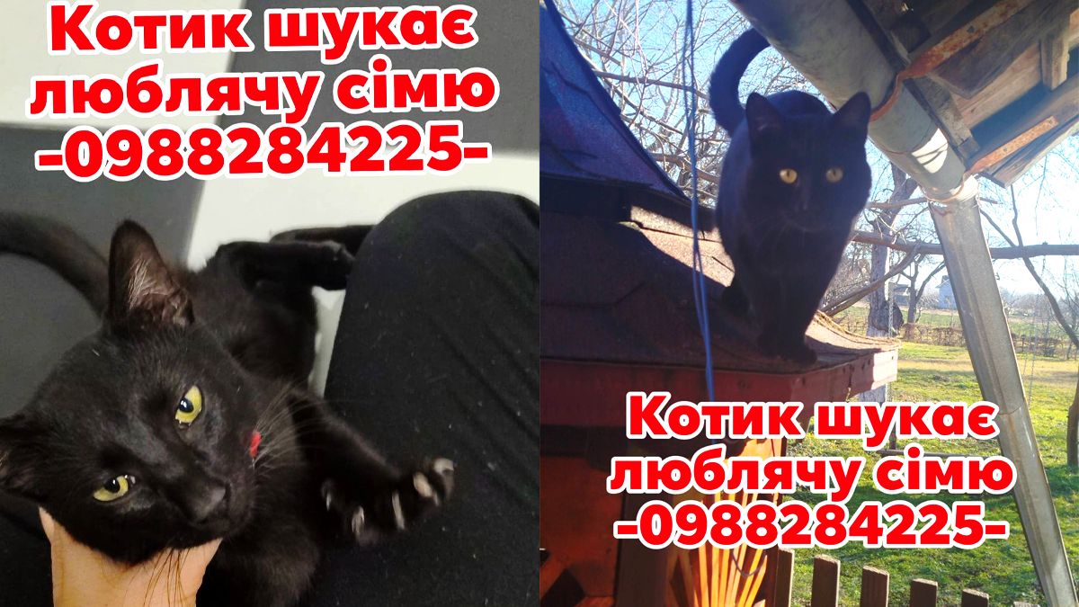 Подаруйте їм диво: чотирилапі в Коломиї шукають родину 3