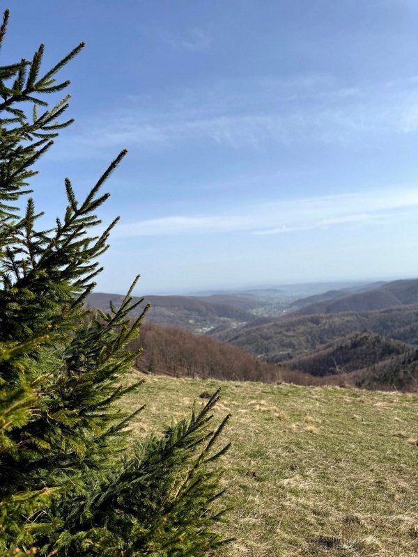 Відновлення Карпат: у горах Косівщини висадили 600 дерев 6