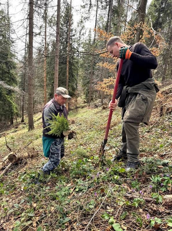 Відновлення Карпат: у горах Косівщини висадили 600 дерев 4
