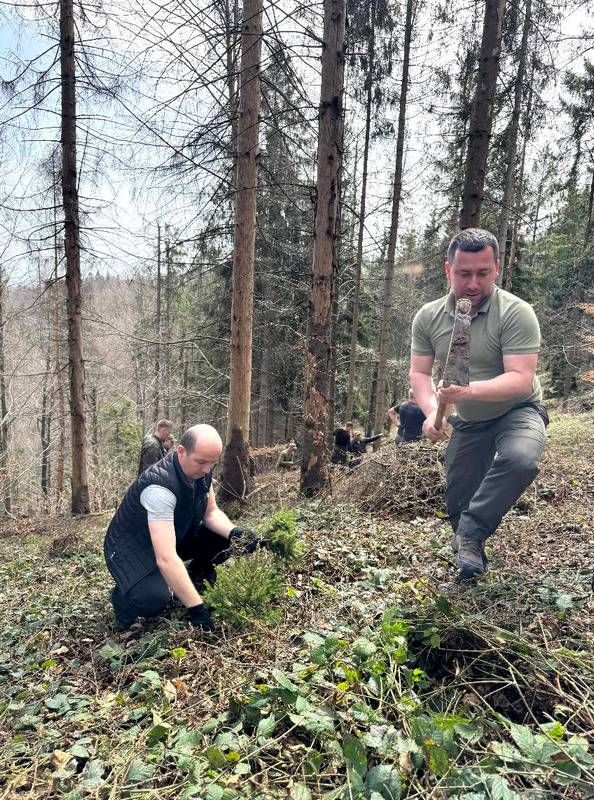 Відновлення Карпат: у горах Косівщини висадили 600 дерев 3