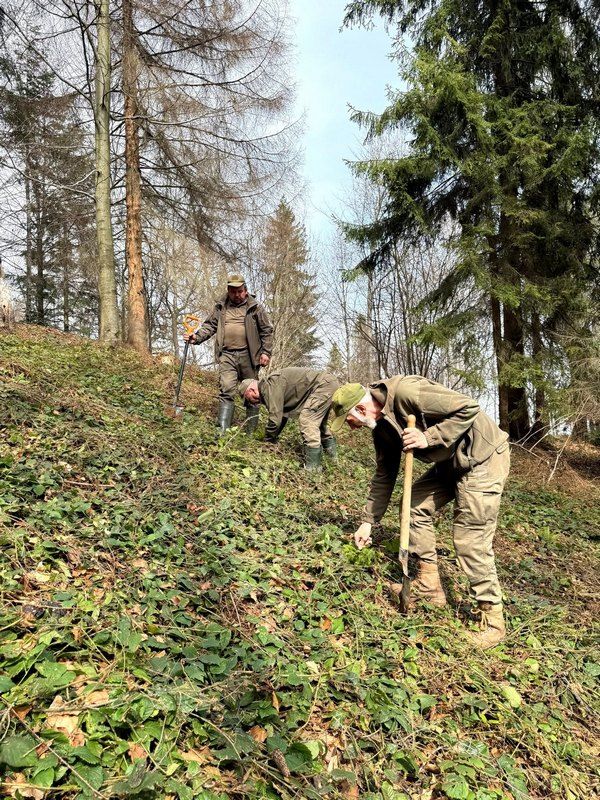 Відновлення Карпат: у горах Косівщини висадили 600 дерев 2