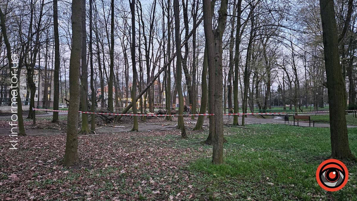 У міському парку Коломиї впало кількаметрове дерево 4