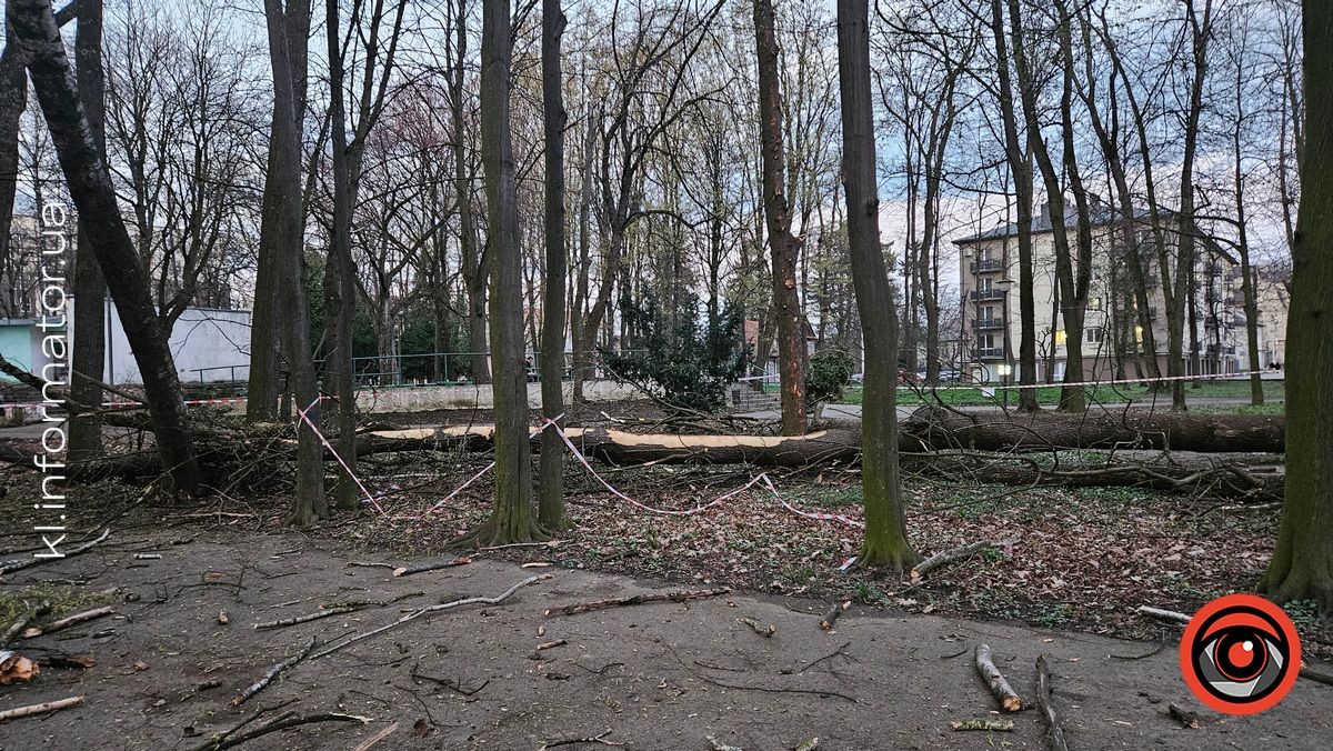 повалене дерево