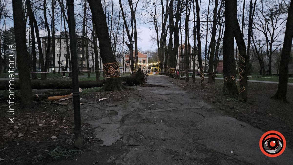 Дерево впало в парку
